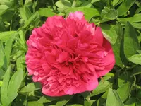 Garten 09 003.webp