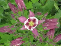 Mai 09-1.webp
