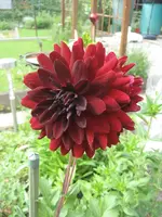 Garten09 001.webp