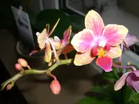 CIMG3088.webp