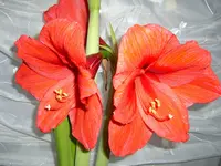 CIMG3016.webp