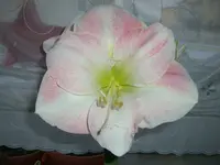 CIMG3022.webp