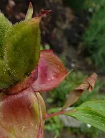Rätselbild5 .webp