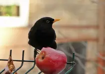DSC02205.webp
