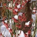 P1050447s_Zaubernuss__rot_600_600.webp