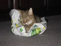 Katzen 001.webp
