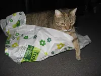 Katzen 002.webp