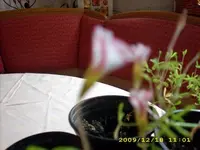 JD500273.webp