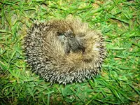 Tiere alt 446.webp