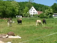2007_0527JAGST0036.webp