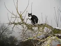 miritz auf apfelbaum.webp