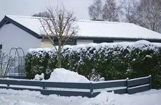 Wolkenhecke.webp