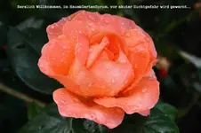 Rose für Forum.webp