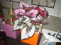 IMG_0138[1].webp
