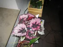 IMG_0139[1].webp