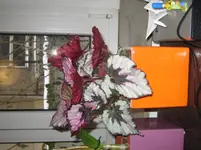 IMG_0140[1].webp