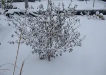 schmetterlingsfliederschnee.webp
