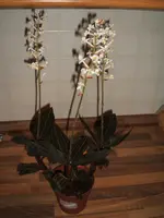 DSCF3965.webp