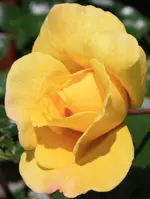 DPP_0001.webp