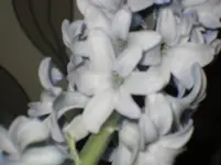 SDC10004.webp