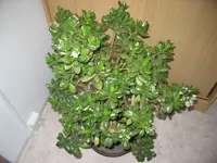 Talerbaum.webp