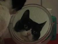 Katzen 007.webp