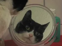 Katzen 007.webp