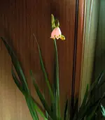 SA500156.webp