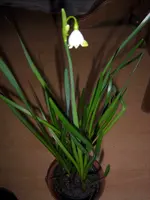 SA500157.webp