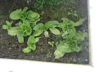 Januar 2010 Garten 013.webp