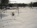 Januar 2010 Garten 004.jpg