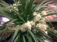 Foto Orchidee1.webp