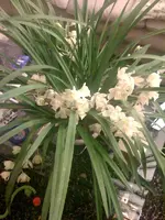 Foto Orchidee2.webp