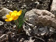 Krokus.webp