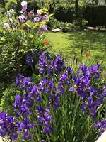 A0747DB5-956B-4C09-9B4B-2314BC3EA712.webp