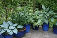 Hosta   0922.webp
