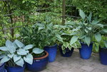 Hosta   0922.JPG