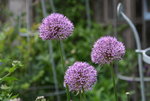Allium   0122.JPG