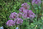Allum    0222.JPG