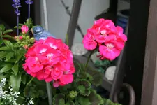 Terasse       1222.webp