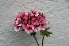 Terasse       1522.webp
