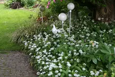 Bärlauch  0322.webp