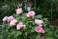 Strauchpäonie0822.webp