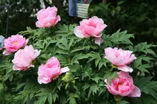 Strauchpäonie0922.webp