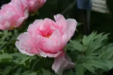Strauchpäonie1122.webp