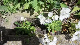 17.052.webp
