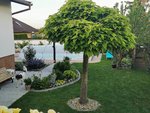 IMG_20210615_200833.jpg