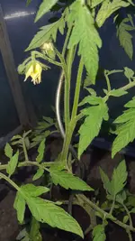 2022-05 Tomate was ausgeizen01.webp