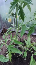 2022-05 Tomate was ausgeizen03.webp