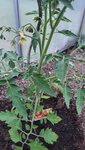 2022-05 Tomate was ausgeizen05.jpg